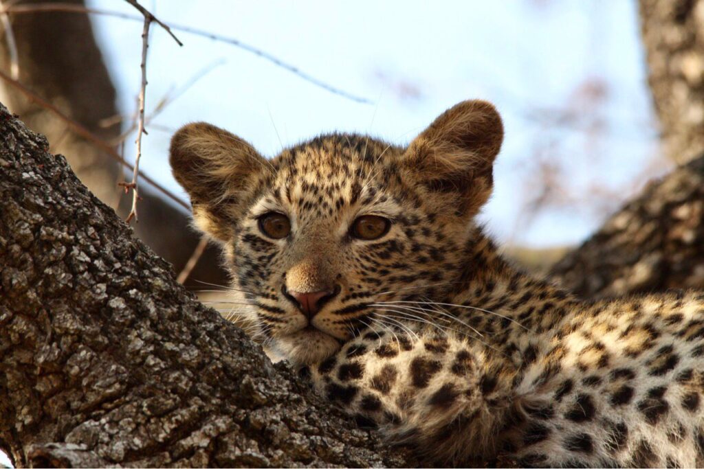 Leopard cub resting in a tree in the Kruger National Park.
