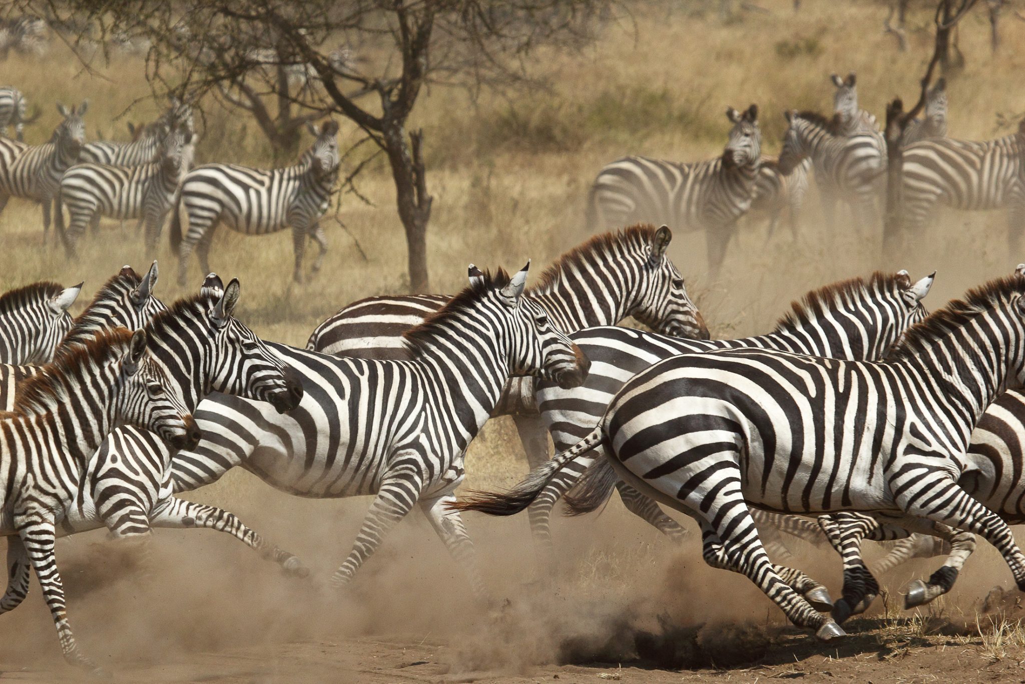 Herd of zebras galloping across dry grassland, kicking up dust in Kruger National Park.
