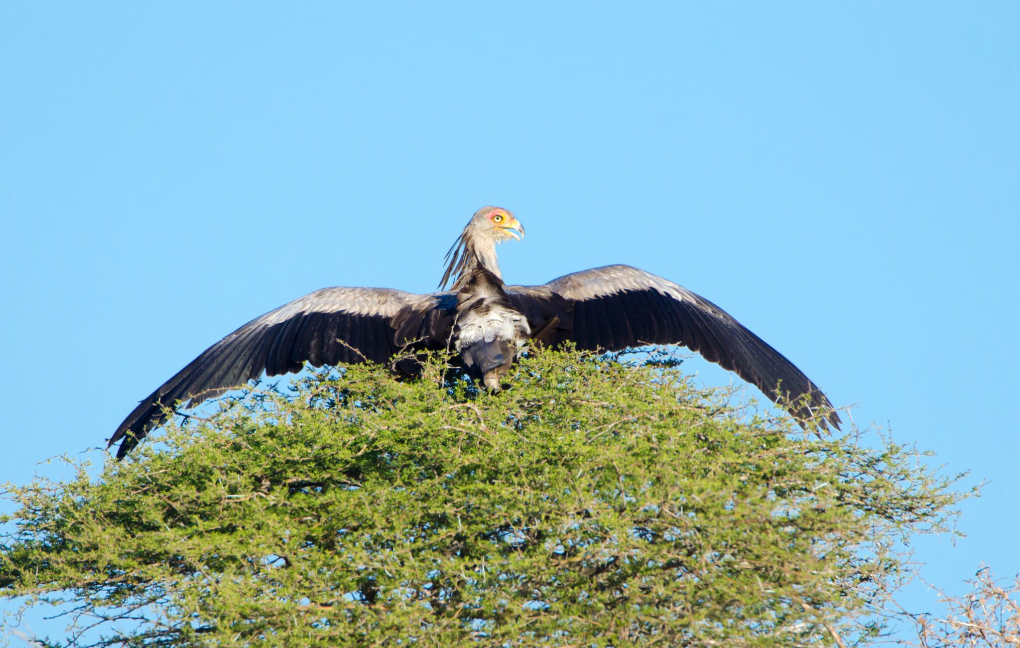 Secretary bird perched on a tree with wings spread wide.